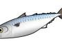 鯖という魚界のユーティリティプレイヤー