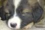 【再掲】 子犬の頃は自分でした可愛い音のオナラに飛び上がって驚いて  「今のなに？なに？」としきりに後ろを振り返ってた。  成長すると・・・