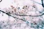 「王桜の木、自生地は済州」日本との論争を解消