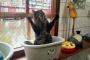 猫『何見てるんじゃぁﾜﾚｪ！？』