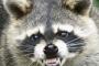【アライグマ激増】農作物に多大な被害、農家「徐々に賢くなり、罠をかいくぐっている」