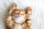 猫を飼うのは大変。ってことをまとめてみた(※画像あり)
