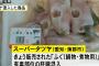 【衝撃的】 肝臓入りフグの販売の結末ｗｗｗｗww （画像あり）