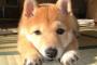 餌をフゴフゴ言いながら食ってる飼い犬に、俺『噛む音聞こえないけどゃんと噛んで食ってるか〜？ｗ』と何の気なしに言ったら、俺の方に向かって顔を上げて・・・