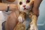 猫『ここは生き地獄…もういやだ』