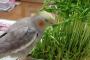 【画像】我が家の荒鳥(^_^;)