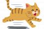 猫の腹部になにか刺さってると飼い主はパニックに…