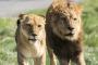【南アフリカ】密猟者、ライオンに食われる！？