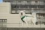 【朗報】犬がかわいくて困ってる