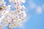 韓国人「2018年、日本の桜の開花予想時期を紹介する」→「ありがとう！行くよ（泣）」