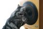 猫とスピーカー画像集