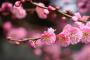 三重県の梅の花が綺麗すぎてやべぇ・・・(※画像あり)