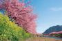 中国の桜の風景さん、ガチでスケールがデカ過ぎるｗｗｗｗ(※画像あり)