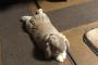 うちのうさぎさん見て 	