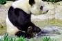 【悲報】中国「パンダ返せよ。契約終了な」神戸市「何でもするのでそれだけは…」