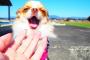 可愛いって言葉に反応してすっ飛んでくる犬がいるらしいぞｗｗｗｗ