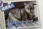 大和田南那と撮られたキンプリ高橋海人の猫の名前がヤバいｗｗｗｗｗｗｗｗｗｗｗ