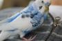 セキセイインコ、悪巧み中
