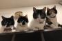 猫さんを歯ブラシで撫でると・・・(※動画あり)