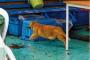 お 魚 く わ え た ド ラ 猫wwwww wwwww