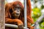 【あなたとオランウータン、より利口なのはどっち？】  英ガーディアン紙が米スミソニアン動物園のテストを出題