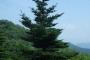 【韓国】クリスマスツリーの原産地は韓国