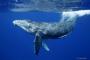 【はえ～】クジラを食べてはいけない理由が判明するｗｗ