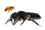 【インドネシア】世界最大のハチ、約４０年ぶりに確認 人の親指大