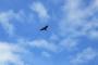 【悲報】鳥さん、着地に失敗する