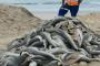 【南アフリカ】海岸に大量投棄されたサメの赤ちゃん、頭とヒレが切り取られていた 	
