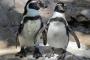 【悲報】ゲイのペンギンカップルがレズのペンギンカップルから卵を盗む
