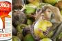 【猿搾取疑惑】サルをココナッツ収穫に利用…米小売り大手がタイ企業の「ココナッツミルク」販売停止　タイ農家反発「先祖からの伝統」