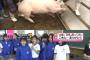 150日間自分達で育てた豚が肉になった瞬間を見た子供の顔（画像あり）
