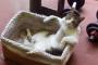 【画像】 リラックスしている猫たち