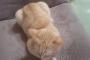 【ねこ画像】座椅子占拠、キジシロとクロネコ ほか