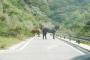 【朗報】クソデカお馬さん、車で来た人間に対して優しい