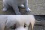 【速報】しょんぼりーヌ見つかる