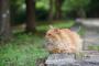 【ねこ画像】公園のチャトラフッサーラ、お寺のねこたち