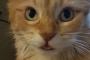 【ねこ画像】舌でてますよ、鏡合わせ？ｗ ほか
