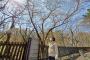 【韓国研究者】 「韓国街路樹の桜は『ソメイヨシノ』」という主張は明白な虚偽…王桜の主権を日本に無償譲渡した」と批判