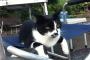 【ねこ画像】お外の椅子でだらーり、モフモフしたいフッサーラねこ ほか