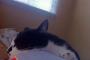 【ねこ画像】牛ねこ、舌出てるｗ ほか