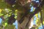 【ねこ画像】ブドウの木に登ったこねこ、ノートPCとチャシロ、わんこといっしょ ほか