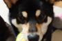【柴犬画像】ごはん食べてるのにボールを持ってきて見つめる、キツネとの遭遇、柴からのプレッシャー ほか