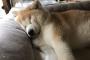 【柴犬画像】秋田犬だけど寝顔がニュースになってた、マウントを見極める柴、柴犬のペットボトルカバー ほか