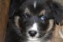 ウチの犬がエサ食わなくなったことがあって、  心配で医者に連れてったら、診察の後、  「しばらく待っててください」って待つこと数分。