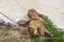 【韓国】ライオン脱走 1時間後に射殺＝牧場で違法飼育か