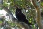 【画像】 木の上に黒豹ﾊｹｰﾝ（黒猫です
