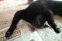 うちの黒猫はなんか最近上半身を捻って万歳して眠るのがお気に入りらしい。