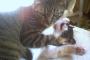 猫『勝手に撮ってんじゃねーよ！』